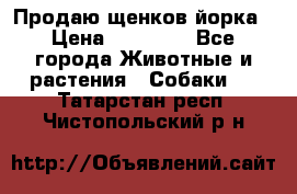 Продаю щенков йорка › Цена ­ 10 000 - Все города Животные и растения » Собаки   . Татарстан респ.,Чистопольский р-н